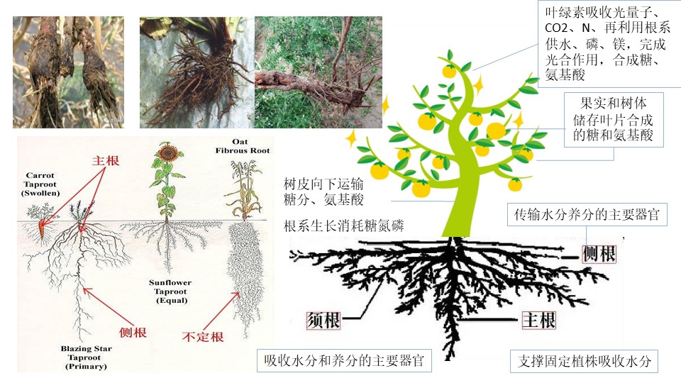 赵总20221126-种植提质增效-坤禾微生态肥-营销培训.jpg